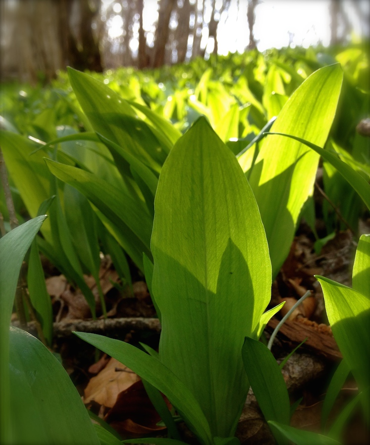 LouLouGourmet - L'Ail des Ours ALLium ursinum