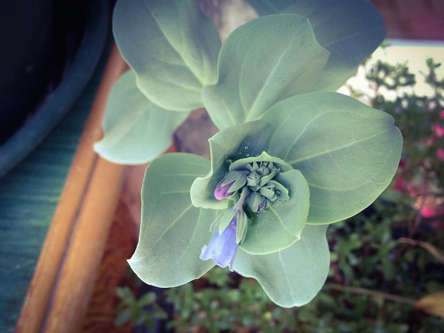 Mertensia Maritina