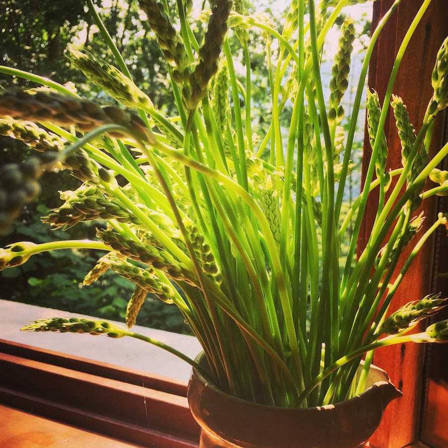 L’ Asperge des bois 