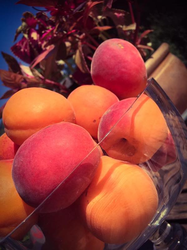 Je vous le dis avec certitude, c’est l’abricot le fruit défendu, pas la pomme.