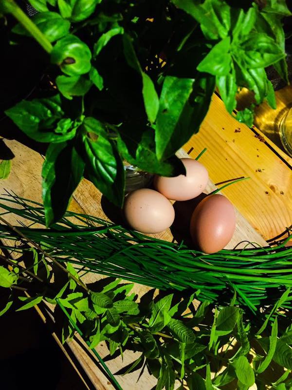 Septembre, on range les herbes du jardin ....