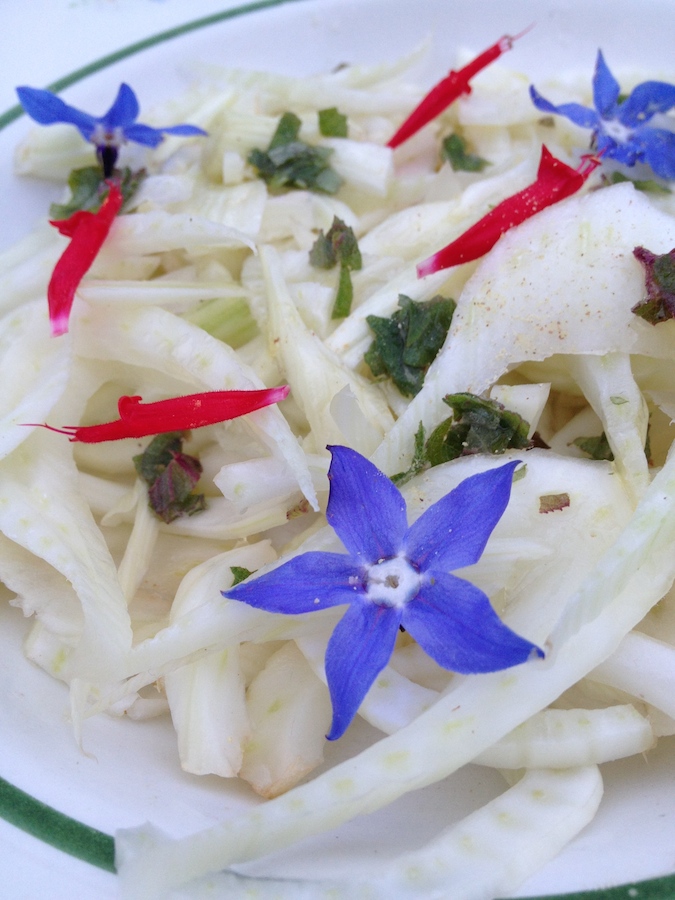 Bourrache, Sauge-Pamplemousse et fenouil
