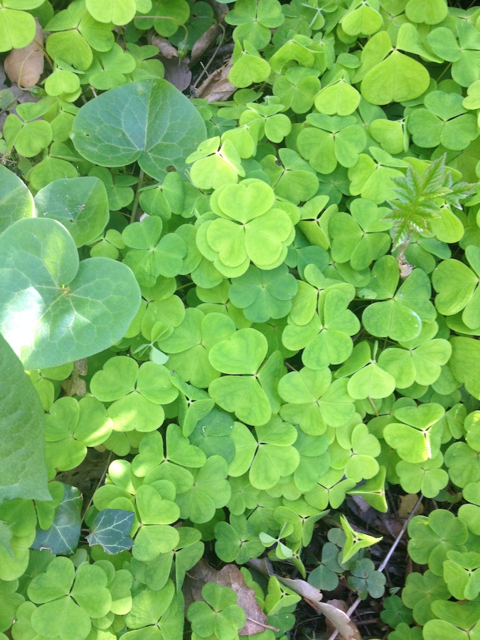 L’Oxalis 