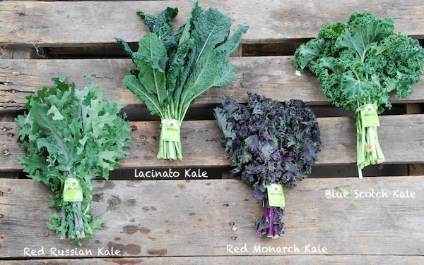 Mais qui est « Kale » ? 